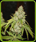 Broad Leaf Black - True Canna Genetics