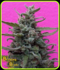 Brownie Auto - Breaking Buds Seeds