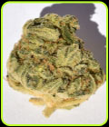 Bruce Banger - Big Head Seeds