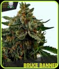 Bruce Banner - Blackskull Seeds