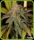 Bruce Banner - Flavour Chasers