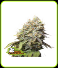 Bruce Banner - Seed Stockers