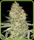 Bruce Banner - Advanced Seeds
