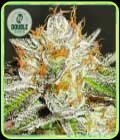 SALE - Bruce Banner - Double Seeds - Cannabis Seed Sale Items