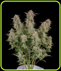 Bruce Banner Auto - FastBuds
