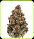 Bruce Banner Autoflower - Growers Choice