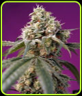 Bruce Banner Auto - Sweet Seeds