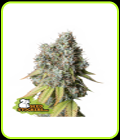 Bruce Banner Auto - Seed Stockers
