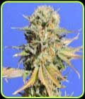 Bruce Banner #3 - Original Sensible Seeds