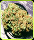 Bruce Banner #3 - BSB Genetics