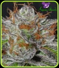 Bruce Banner #3 - Anesia Seeds