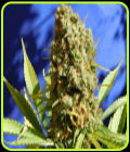 Bruce Banner #3 Fast - Original Sensible Seeds