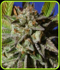Bruce Cookies - Original Sensible Seeds