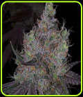 Bruntz - The Plug Seedbank