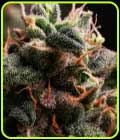 Bubaloo Moonrocks Auto - Propaganja Seeds