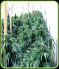 Bubba 76 - Emerald Triangle Seeds