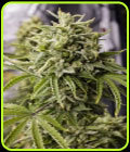 Bubba Cheese Auto - Humboldt Seed Organisation