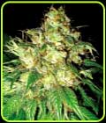 Bubba Cheese Auto - Emerald Triangle Seeds