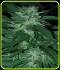 Bubba Delight - Cannabiogen Seeds