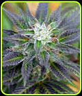 Bubba Fresh - Norstar Genetics