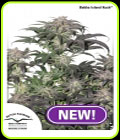 Bubba Island Kush - Dutch Passion Seeds