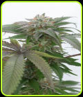 Bubba Kush 2.0 - Humboldt Seed Organisation