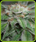 Bubba Kush - Humboldt Seed Organisation