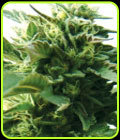 Bubba Kush - Medicann Seeds