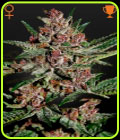 Bubba Kush - Green House Seeds