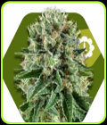 OG Bubble Gum Auto - Zambeza Seeds