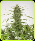 Bubba Kush Auto - Dinafem Seeds