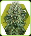 OG Bubble Gum - Zambeza Seeds