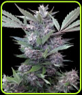 Bubba Kush x PCK - Ace Seed bank