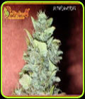 Bubba-Gum - Dr Krippling Seeds