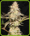 BubbleBananaGum - TH Seeds