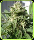 Bubble Bud - Blackskull Seeds