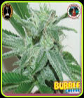Bubble Cheese - Big Buddha Seeds