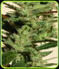 Bubble Hash - SuperAutos by Stitch
