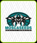 Bubble Party - Mosca Seeds