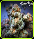 SALE - Bubble Runtz - TasteBudz Seeds - Cannabis Seed Sale Items