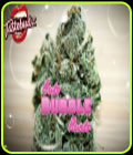 Bubble Runtz Auto - TasteBudz Seeds