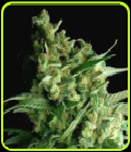 Bubbleberry - Sagarmatha Seeds