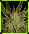Bubblegum - Serious Seeds