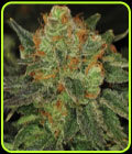 Original Bubblegum - TH Seeds