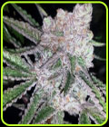 Bubblegum Boogie - Mosca Seeds
