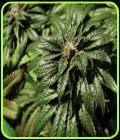 Bubblegum Kush - The Bulldog Seeds