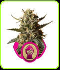 Bubblegum XL - Royal Queen Seeds