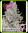 Bubblegum x Fat Hog - Growers Choice