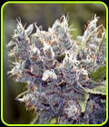 Bubblegummer - Female Seeds