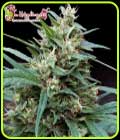 Bucks Fizz Auto - Dr Krippling Seeds